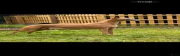 Whippet dogs for sale: KC REG BLUE WHIPPETS BVA AND HEART TESTED PARENTS - Advert 4