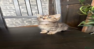 Mixed Breed cats - Advert 16