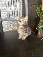 Mixed Breed cats - Advert 3