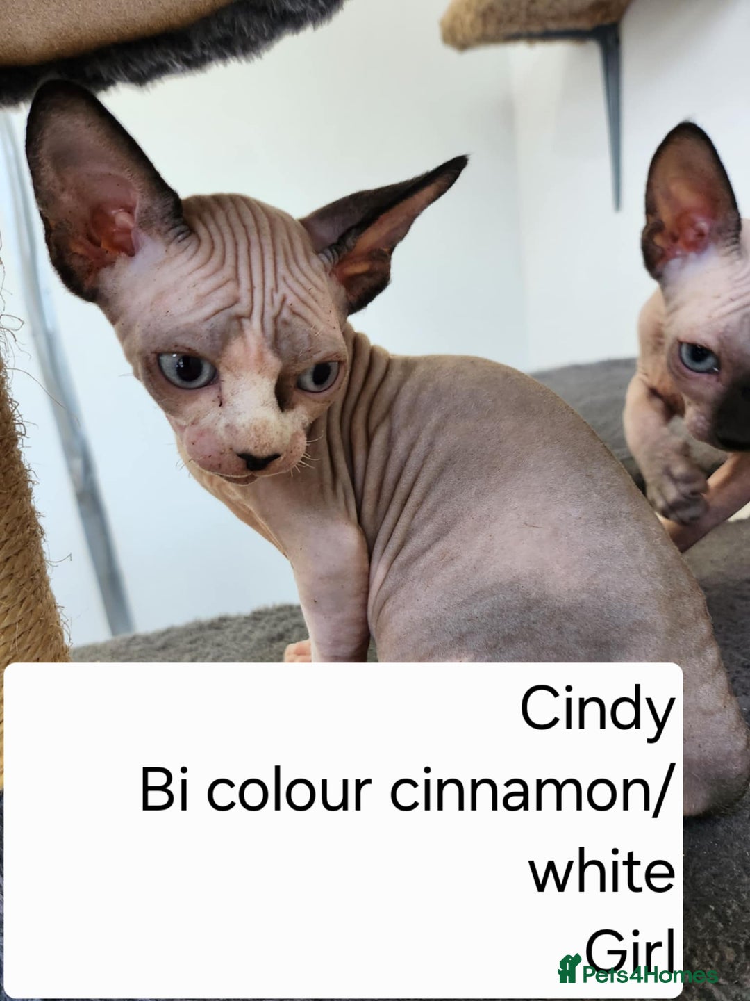 Sphynx cats for sale: REDUCED Ready now qualityTica Canadian kittens - Image 9