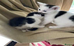 Mixed Breed cats for sale: 5 Beautiful kittens are available  - Image 6