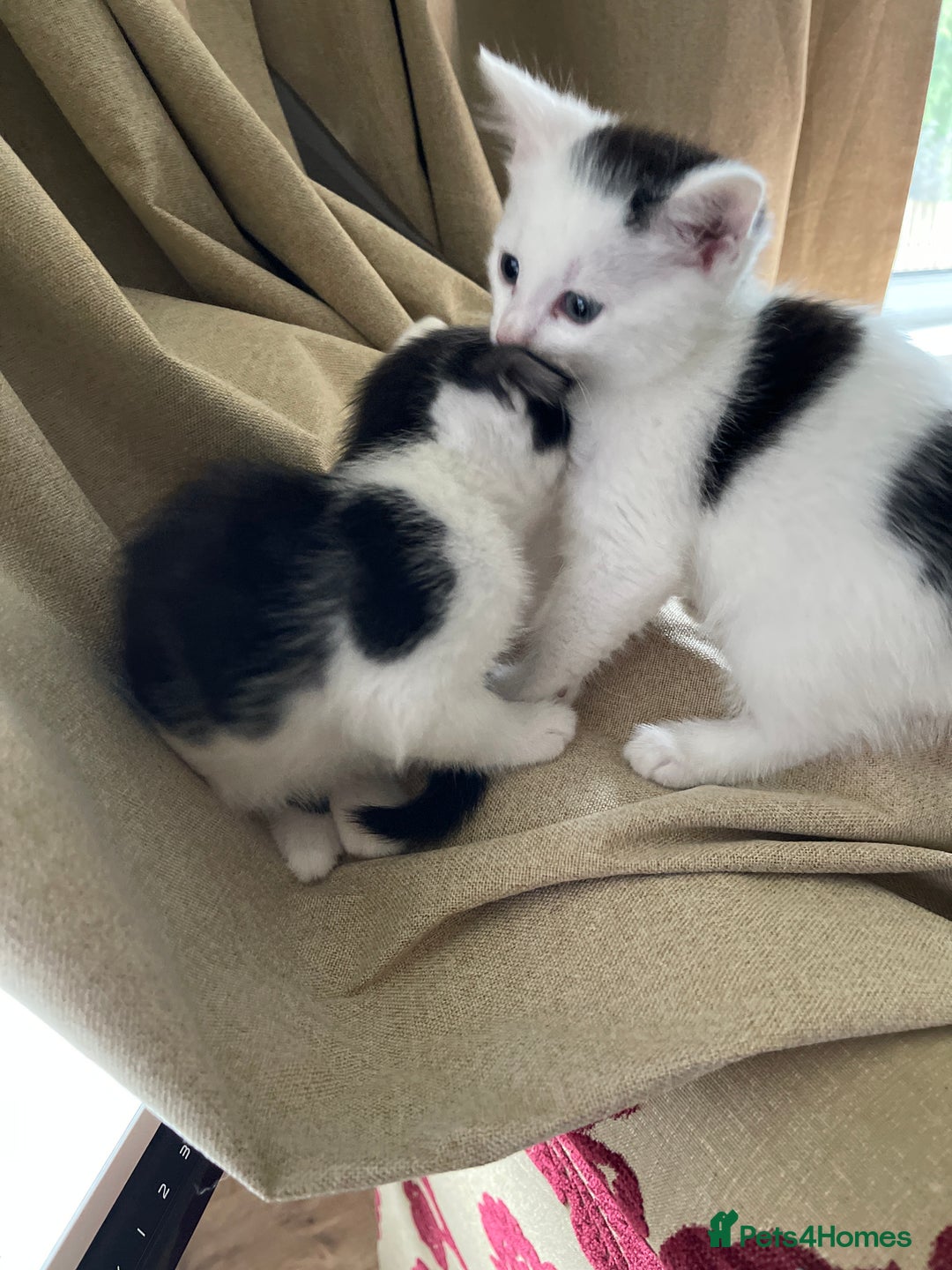 Mixed Breed cats for sale: 5 Beautiful kittens are available  - Image 6