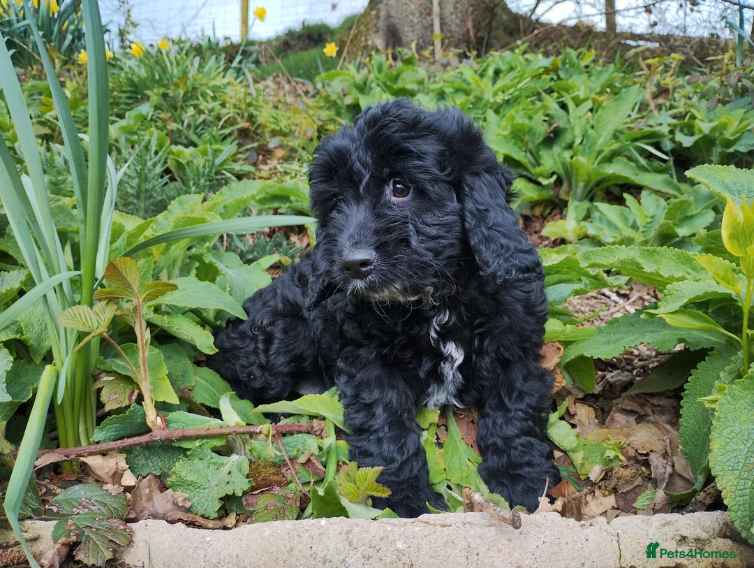Cockapoo dogs for sale: Cockapoo Puppies F1  - Advert 2