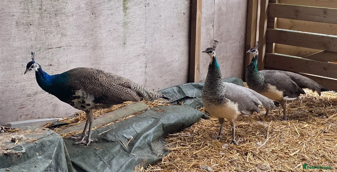 Peafowl poultry for sale: Peafowl in multiple colours available in Faringdon - Advert 2