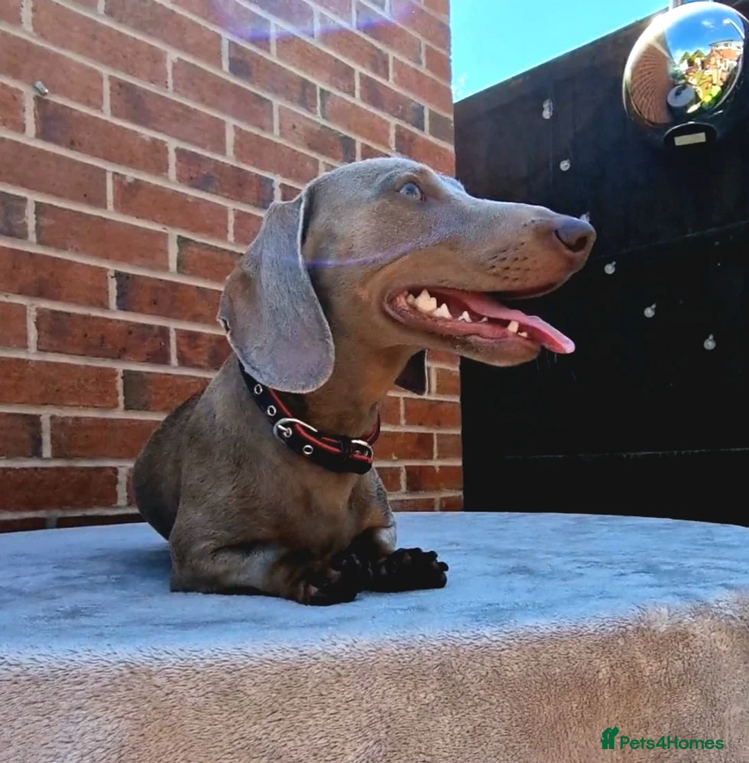 Miniature Dachshund dogs for stud: Romeo in Liverpool - Advert 10
