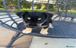 Mixed Breed dogs for sale: SNACKS - JACK RUSSELL x MINIATURE SCHNAUZER - Image 2