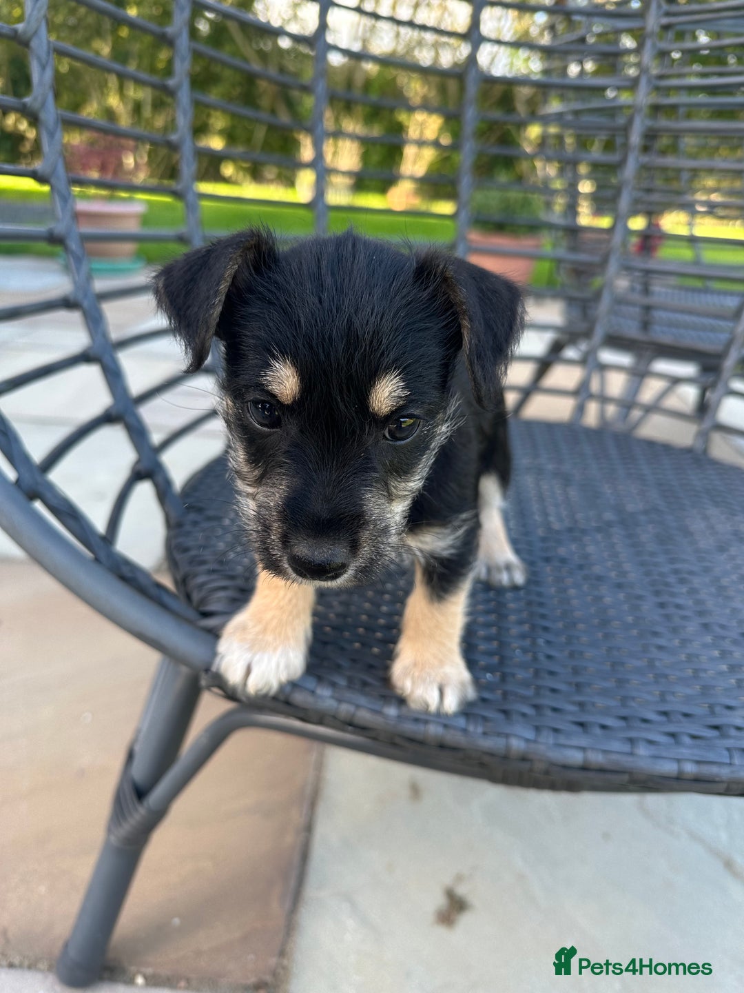 Mixed Breed dogs for sale: SNACKS - JACK RUSSELL x MINIATURE SCHNAUZER - Image 2