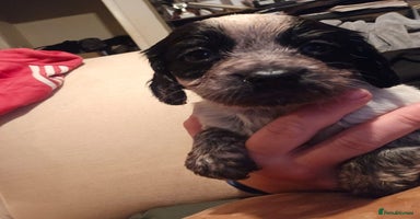 Sprocker dogs - Advert 15