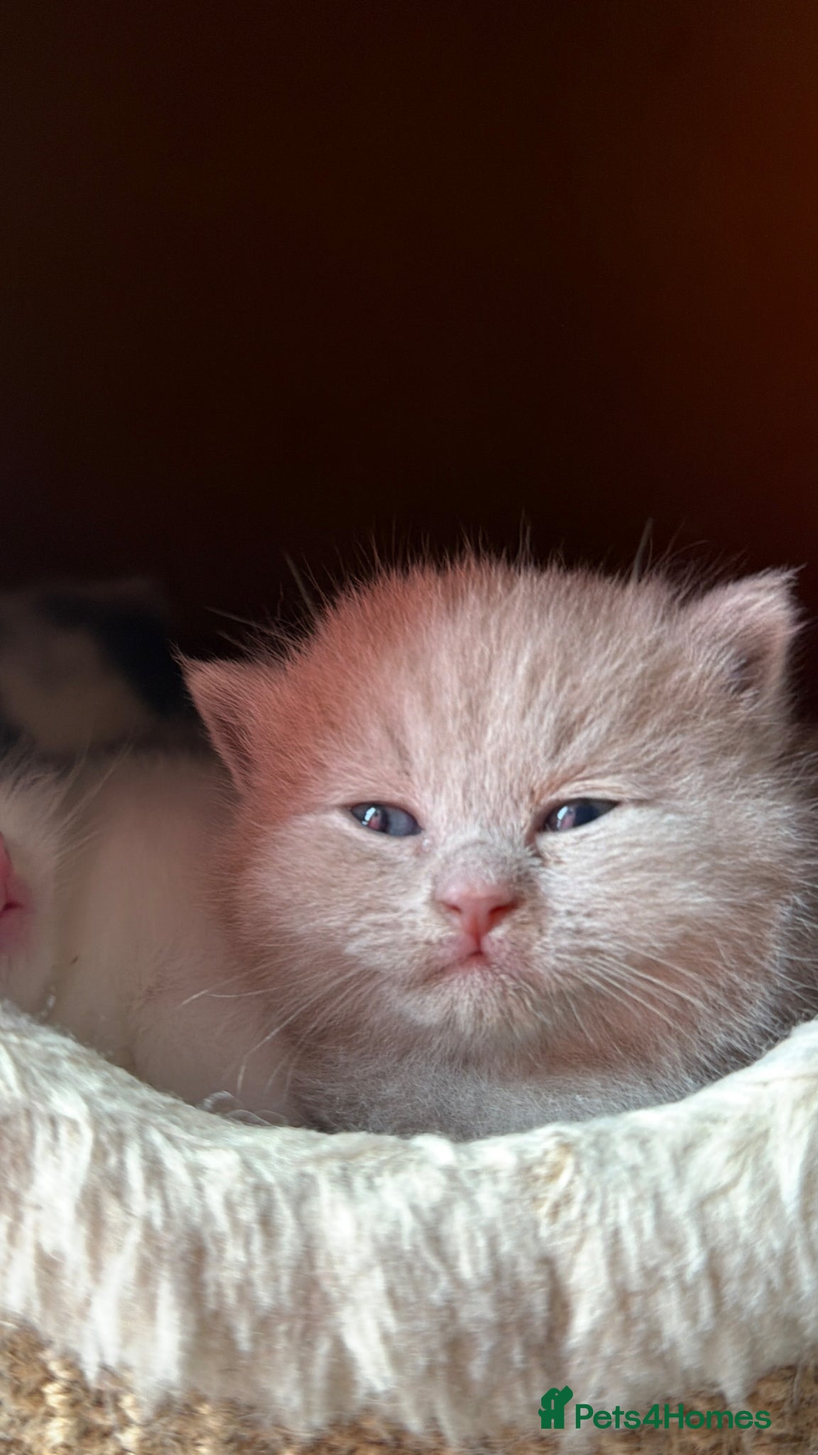 British Shorthair cats FOUR BRITISH SHORTHAIR KITTENS FOR SALE - Advert 2