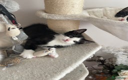 Mixed Breed cats for sale: Mixed  - Image 5