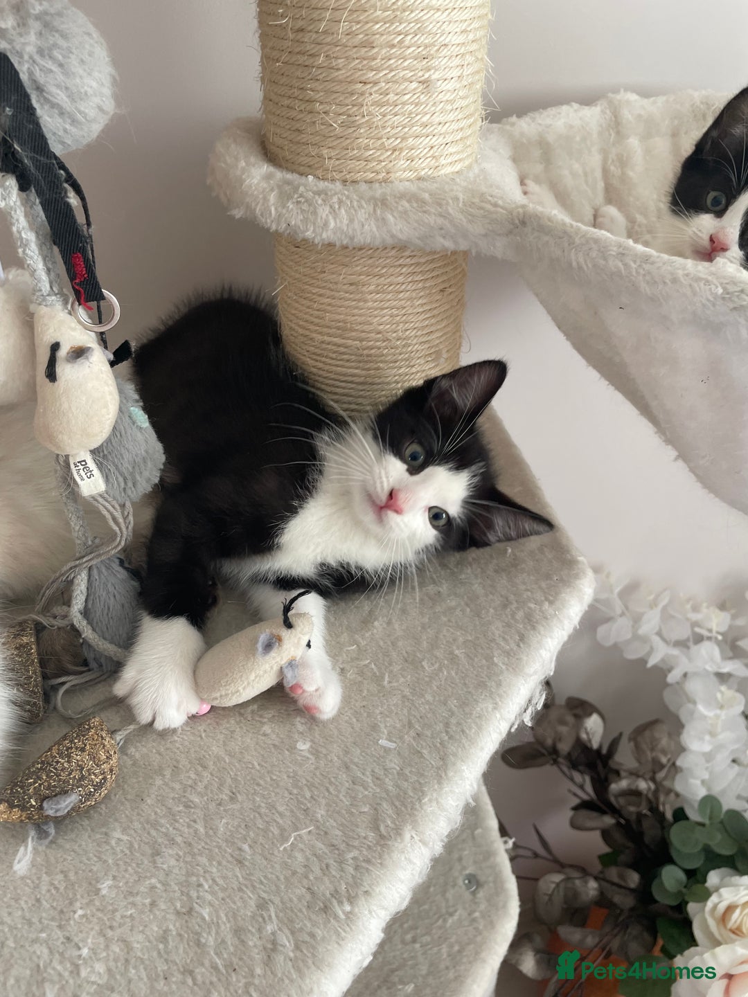 Mixed Breed cats for sale: Mixed  - Image 5