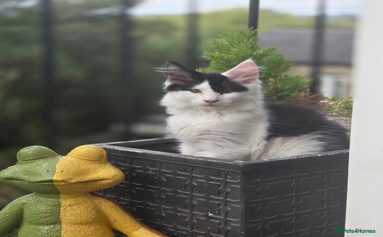 Maine Coon cats - Advert 12