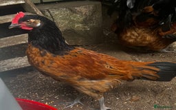 Chickens poultry for sale: VORWERK CHICKENS - Image 1