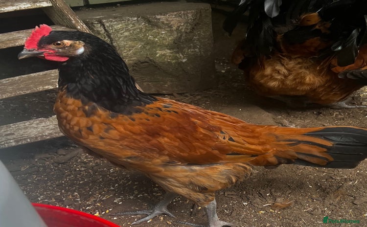Chickens poultry - Advert 4