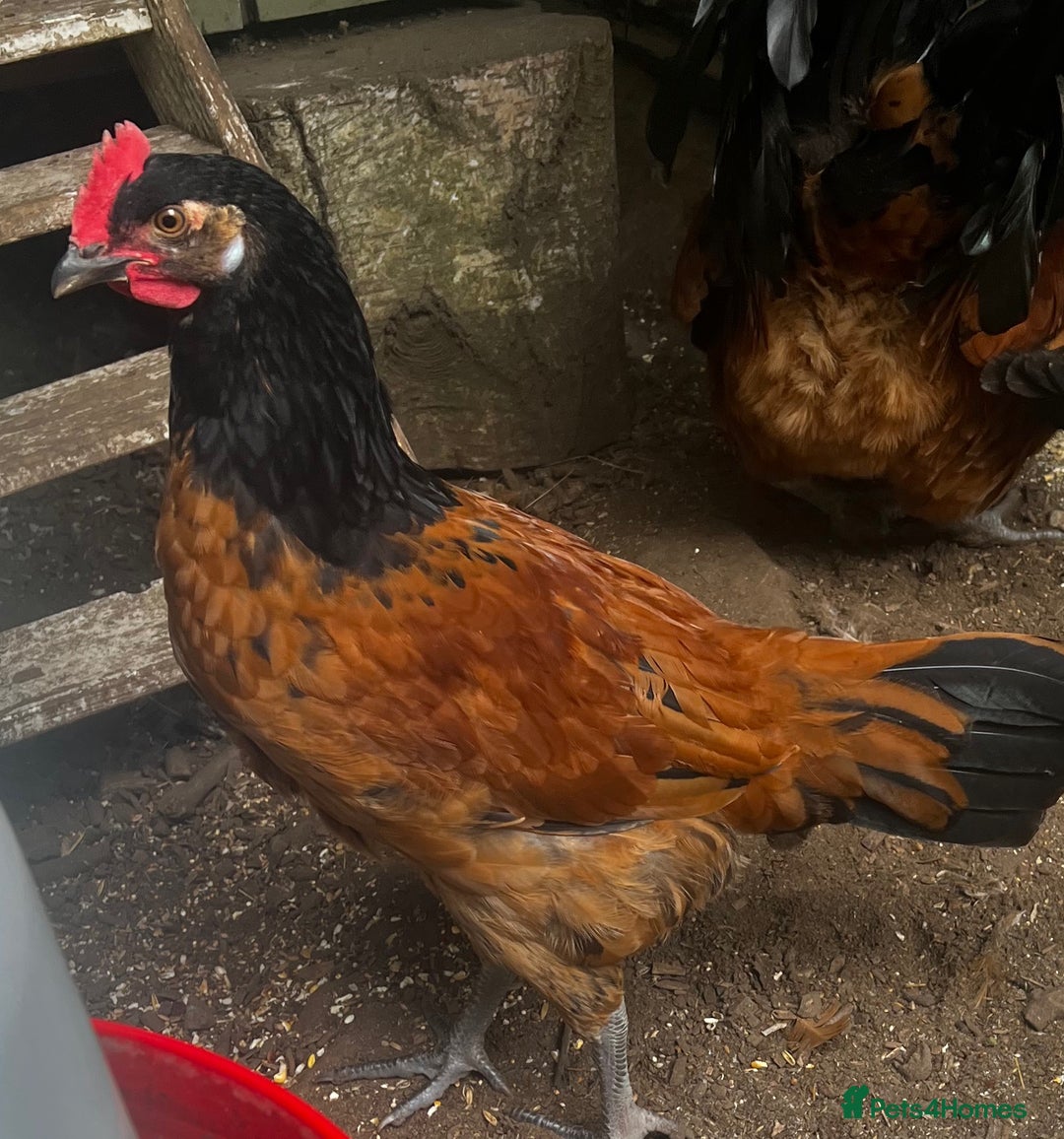 Chickens poultry for sale: VORWERK CHICKENS - Image 1