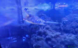 Other/Mixed Breed fish for sale: Various marine fish & Complete set up - Image 7