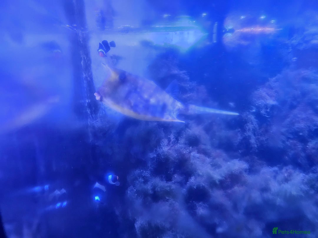 Other/Mixed Breed fish for sale: Various marine fish & Complete set up - Image 7
