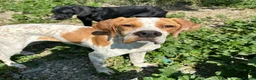 Pointer dogs for adoption: Remi (English Pointer) in Bedford - Advert 18