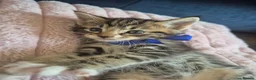 Ragdoll cats for sale: Ragdoll Kittens  - Advert 12