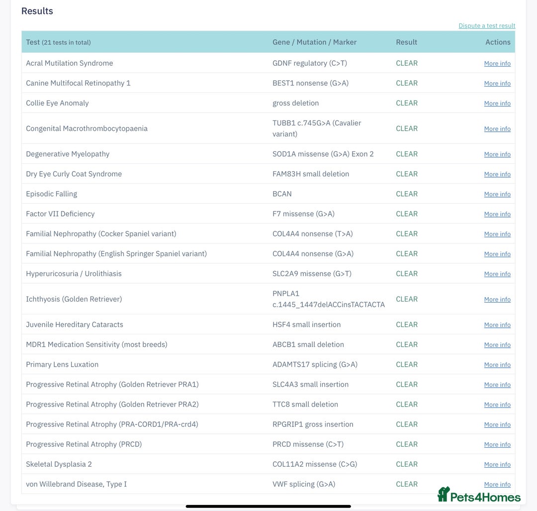 Cockapoo dogs for sale: F1b TOY COCKAPOO PUPS - DNA Health Tested!! - Advert 12