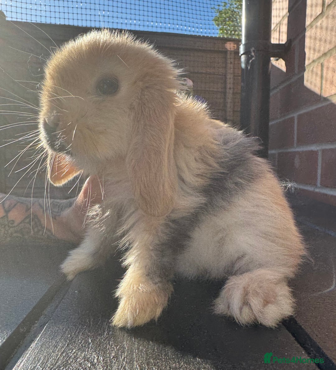 Totally Tiny Handled Daily Mini Lops 🥰 for sale in Leeds | Pets4Homes