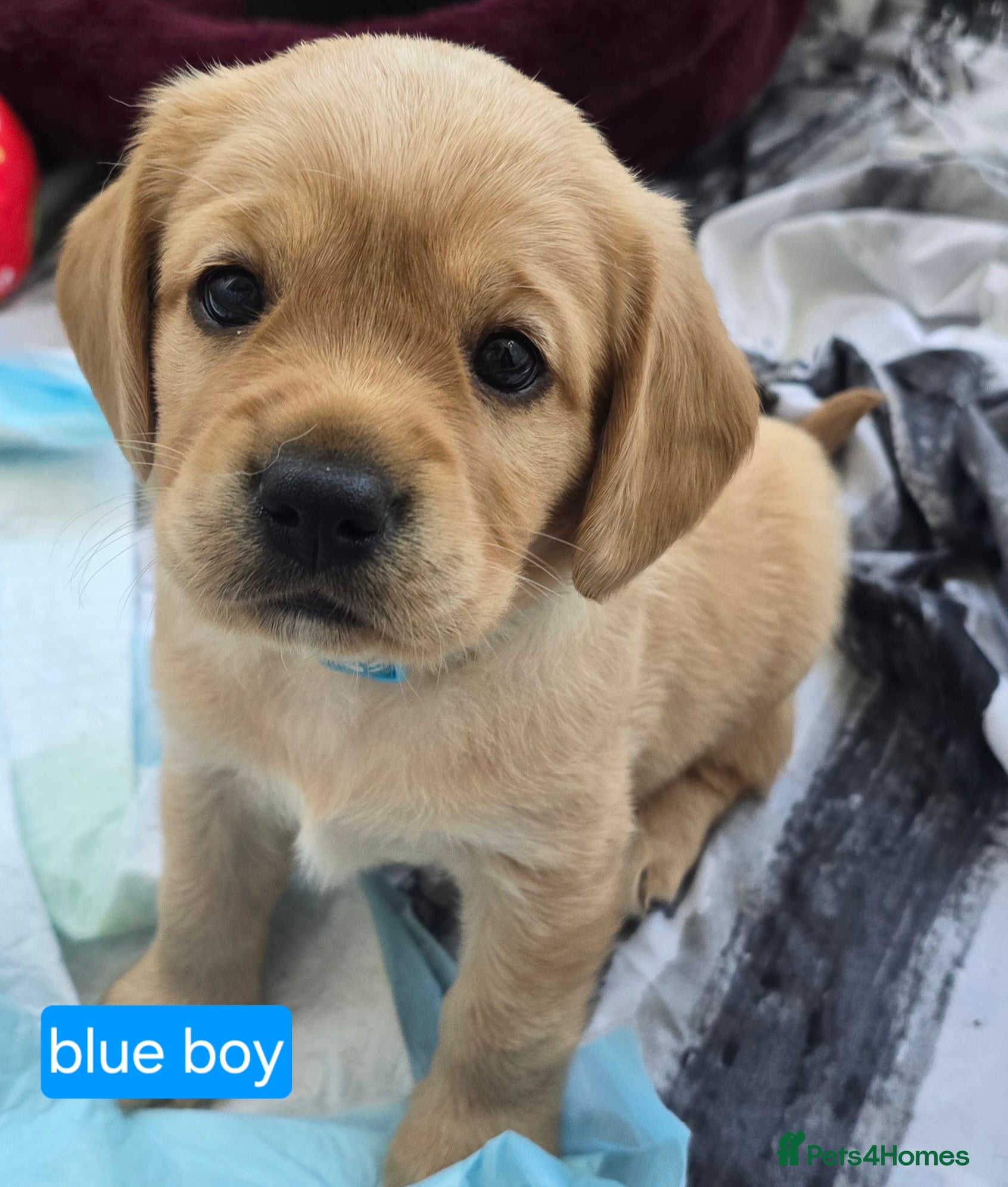 Mixed Breed dogs for sale: Cavador! Rare Ready 2 leave. 1 beautiful boy left. - Advert 28