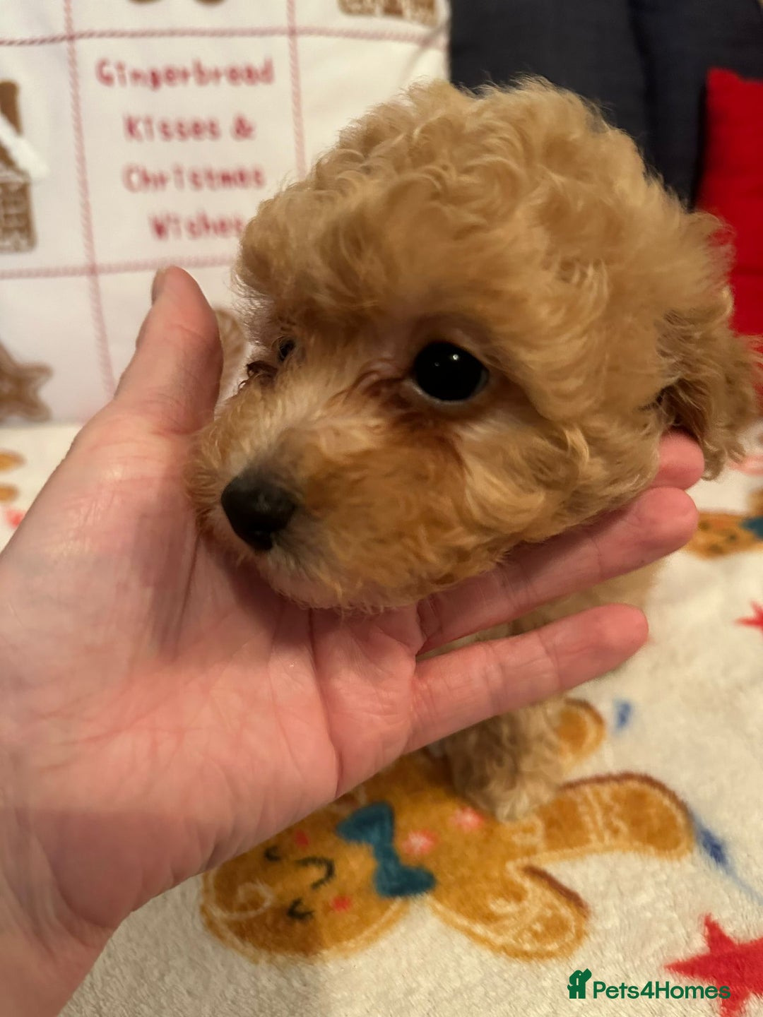 Maltipoo dogs for sale: Stunning Toy Maltipoo pups ❤️ ready on Wednesday! - Advert 19