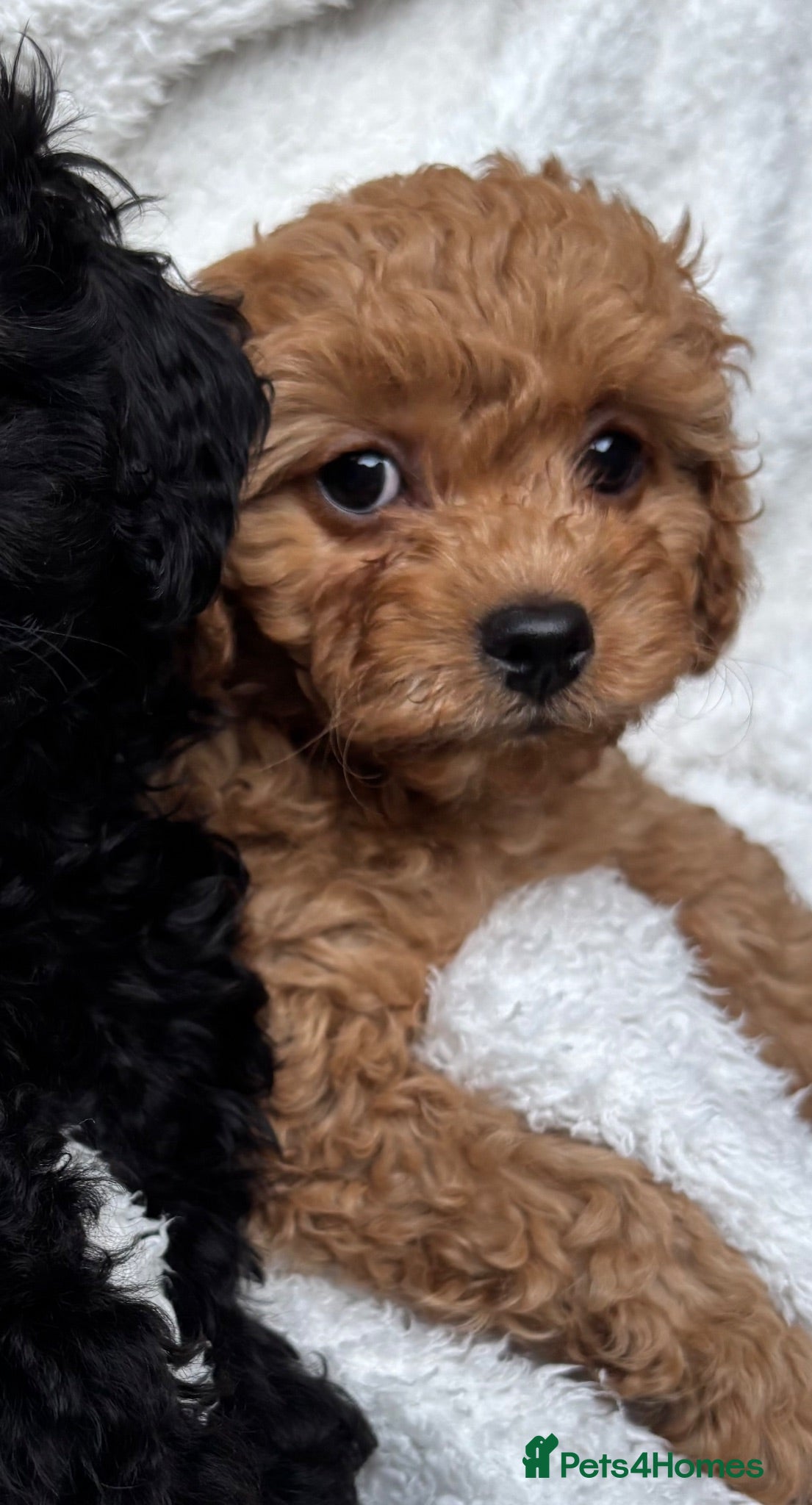 Cavapoo dogs 3 CAVAPOO’S 1 girl 2 Boys.Ready Now in CHESHIRE⭐️ - Advert 2