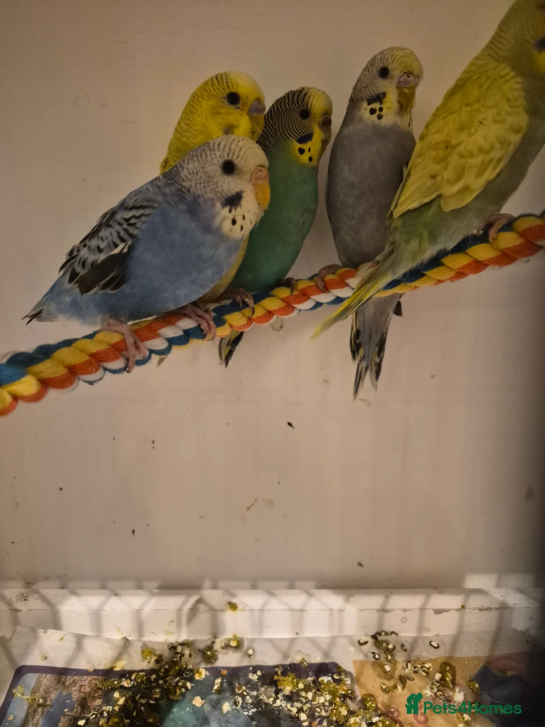 Budgerigars birds for sale: Young Baby Budgies Tame Lovely birds  - Advert 4