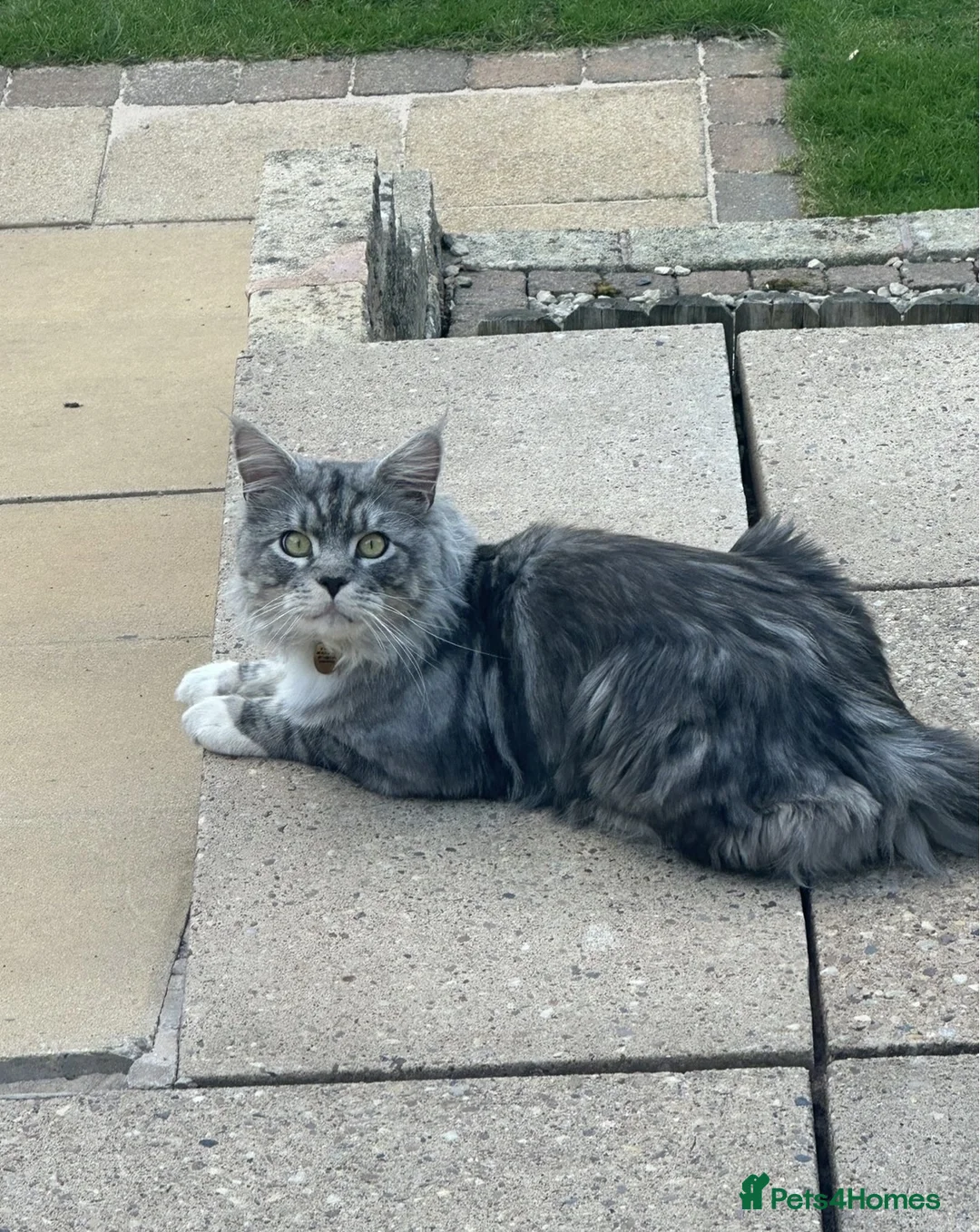 Mixed Breed cats for sale: Adorable friendly kittens  - Advert 9