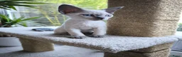 Devon Rex cats for sale: Devon Rex kittens pointed💙blue eyes💙 - Advert 12