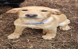 Labrador Retriever dogs for sale: Honey in Southampton - Image 2