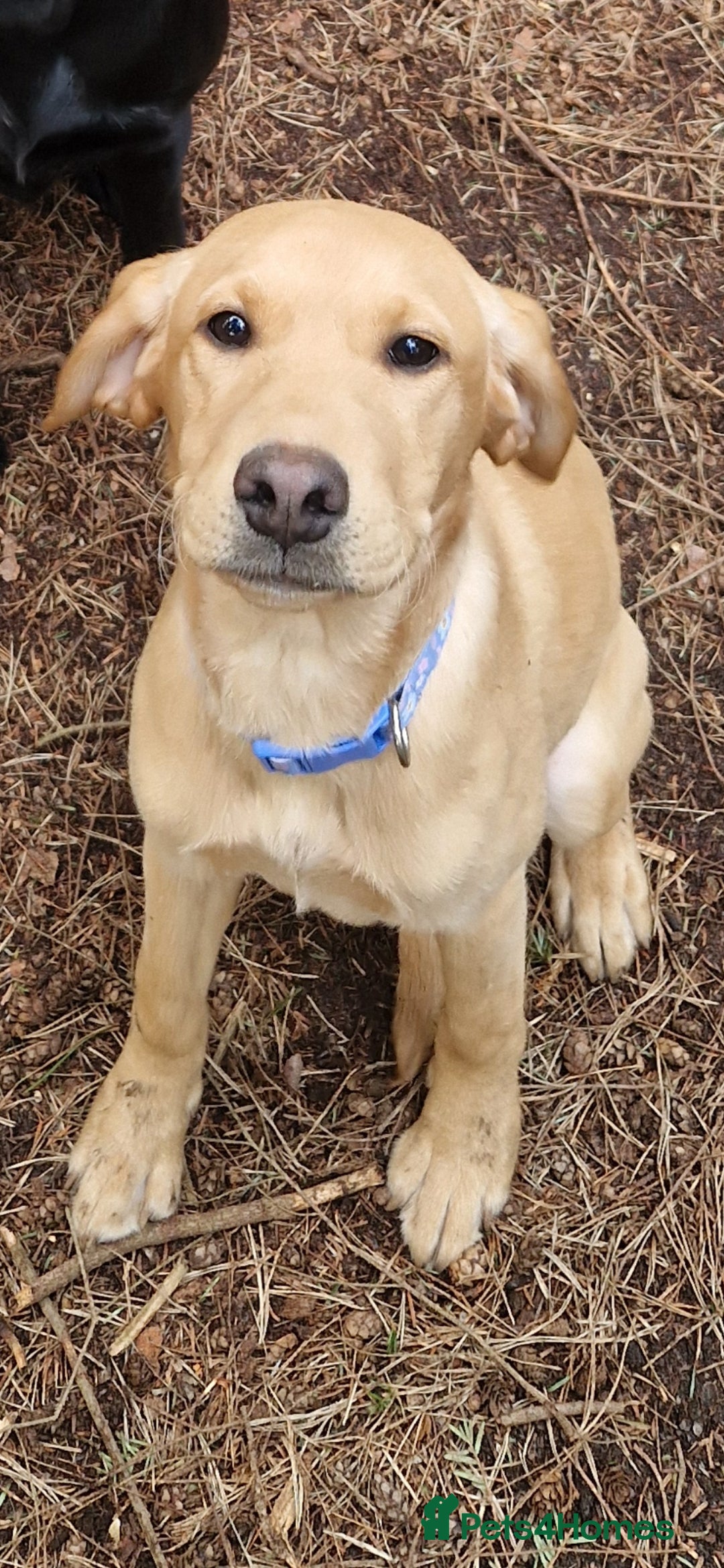 Labrador Retriever dogs for sale: Honey in Southampton - Image 2