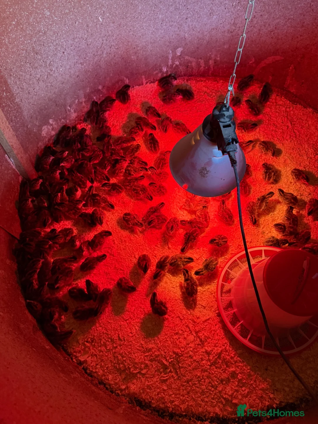 Guinea Fowl poultry for sale: Guaranteed female guinea fowl keets - Advert 4