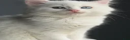 Mixed Breed cats for sale: Pure White Long hair kitten in Stoke-on-Trent - Advert 6