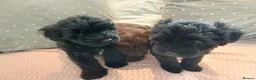 Schnoodle dogs for sale: Stunning Schnoodles  in Bury Saint Edmunds - Advert 23