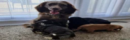 Cocker Spaniel dogs for sale: Cocker spaniel pups - Advert 5
