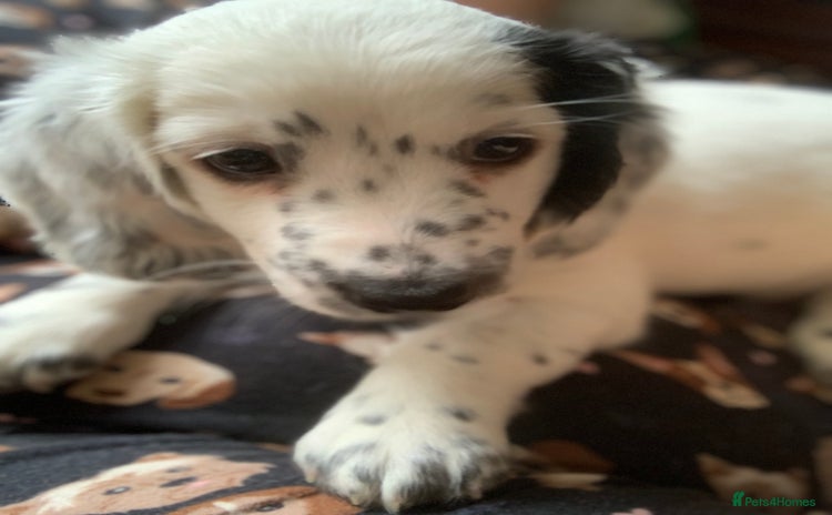 Dachshund dogs - Advert 6