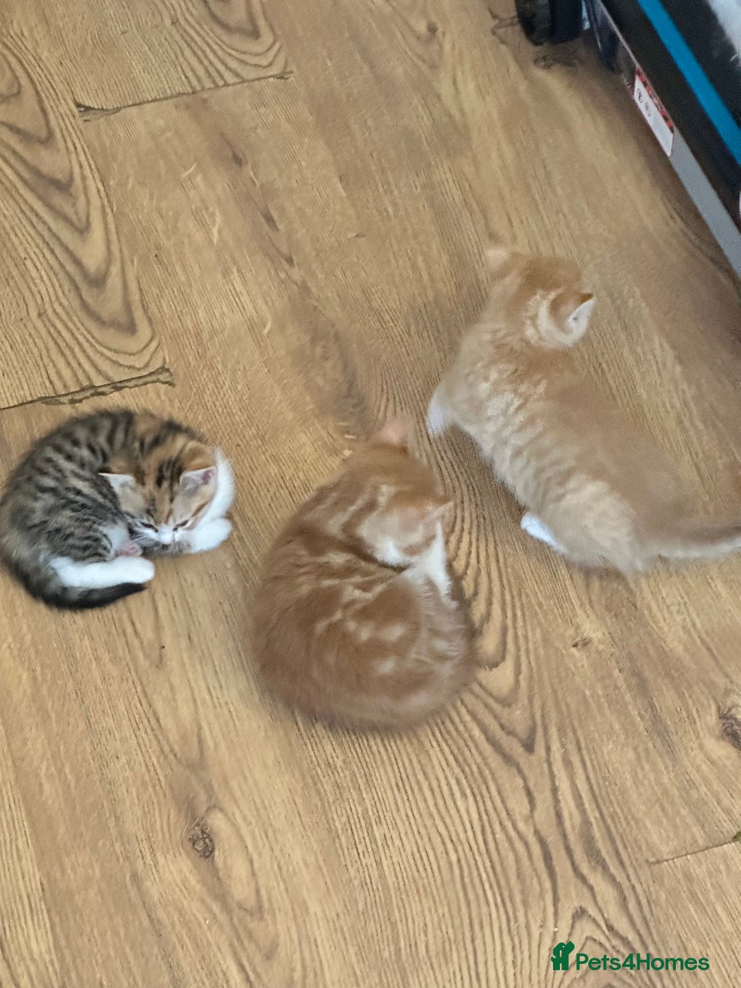 Domestic Shorthair cats for sale: 2 Male 2 female kittens for sale - Image 13