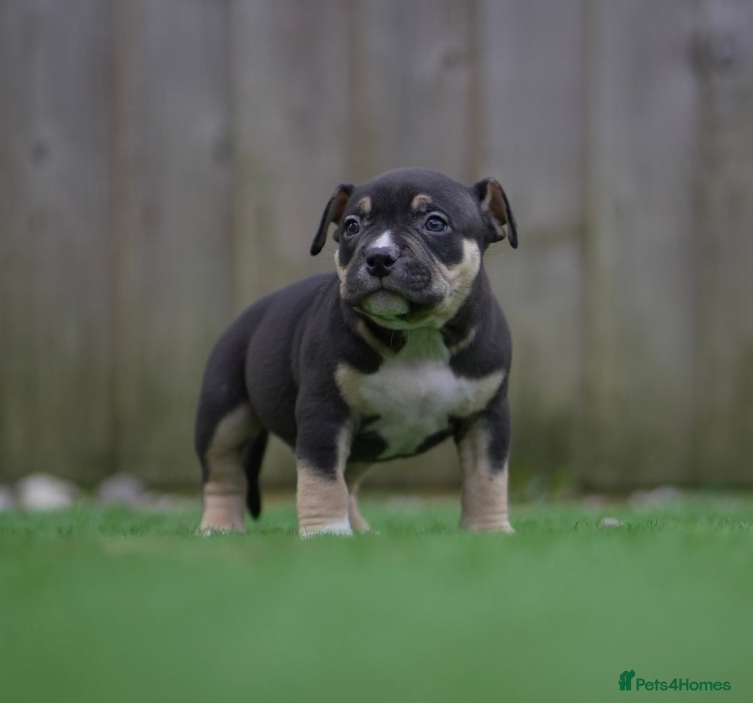 American Bully dogs for sale: Pocket Bully Puppies - Advert 10