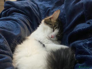 Mixed Breed cats Much loved 2 year old boy cat - Advert 13