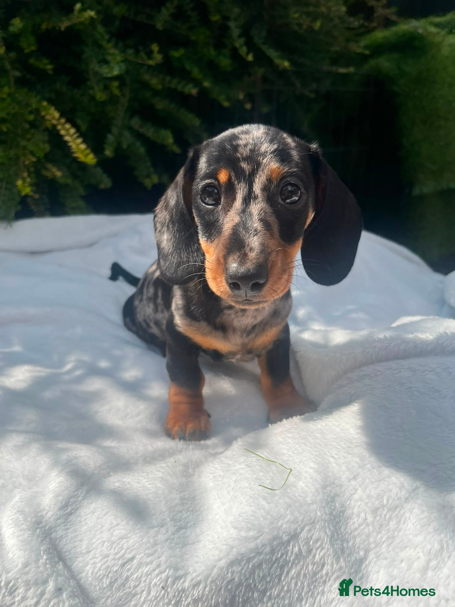 Miniature Dachshund dogs Gorgeous kaninchen/miniature puppies - Advert 4