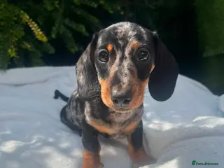 Miniature Dachshund dogs Gorgeous kaninchen/miniature puppies - Advert 4