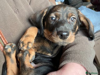 Dachshund dogs - Advert 5