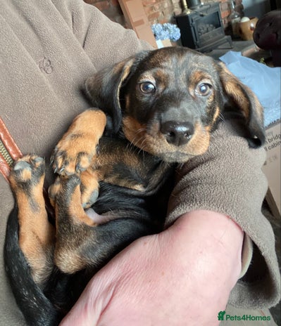 Dachshund dogs - Advert 1
