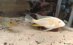 Cichlids fish for sale: Geophagus  & ALBINO HECKELII + MORE - Image 8