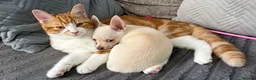 Chihuahua dogs for sale: 6 month old Female Chihuahua - Advert 13