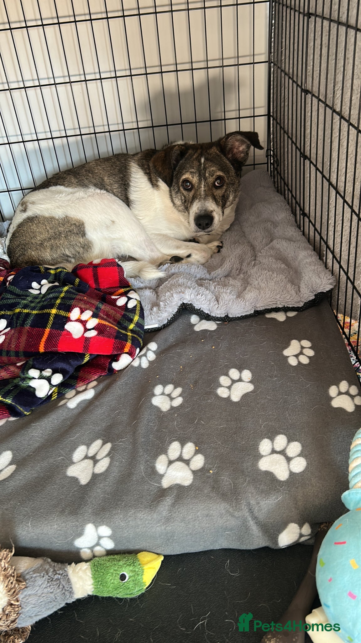 Mixed Breed dogs for sale: Rehoming my beautiful Ozzy - Advert 4