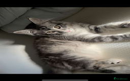 Maine Coon cats for sale: Beautiful Male Mainecoon  - Image 8