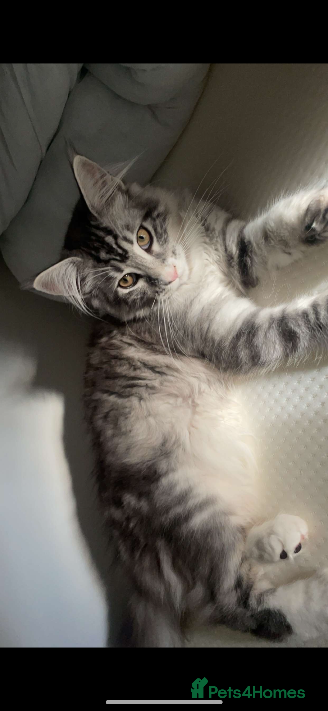 Maine Coon cats for sale: Beautiful Male Mainecoon  - Image 8